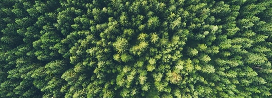 Trees seen from above.
