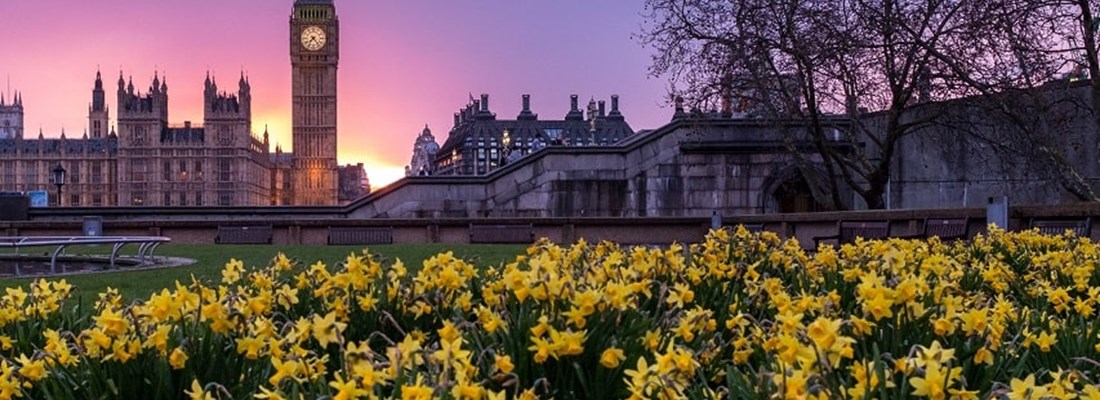 House of Parliament in the background during sunset with a bed of Dandelions in the foreground.