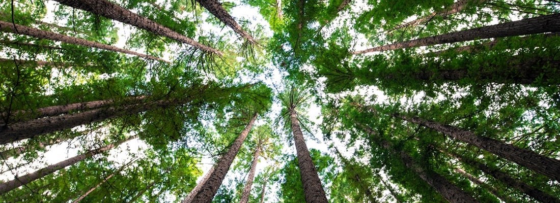 Looking up at a tree cover.