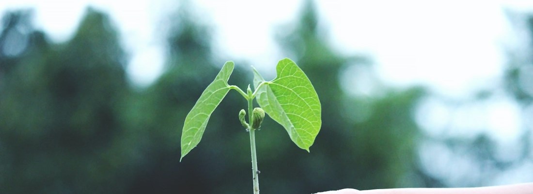 Plant growing in someone's hand.