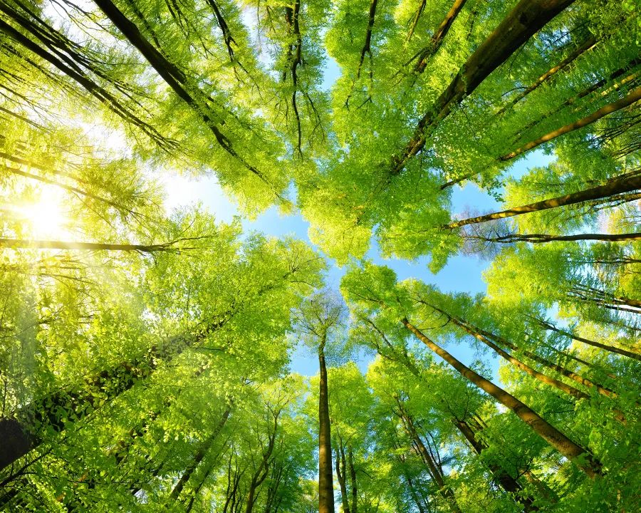 Sustainability - Accounting